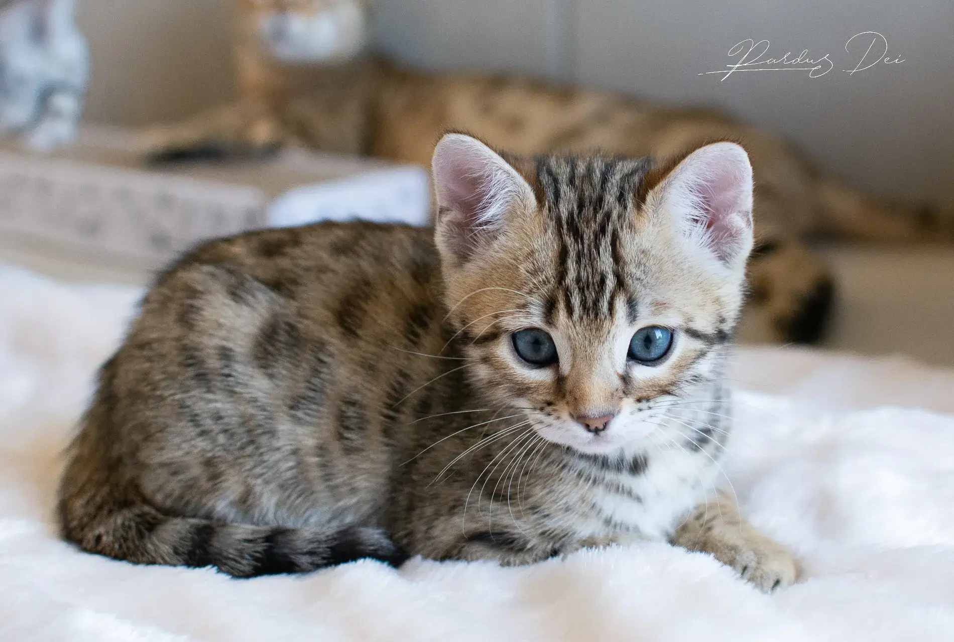 chaton bengal